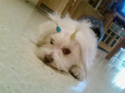 MI PERRITA OTRA VES